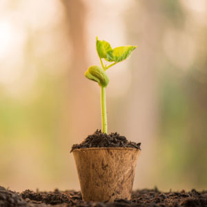 potted-seedling