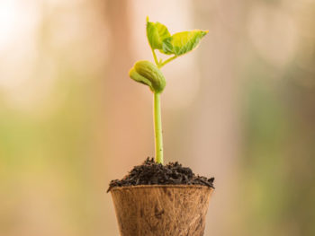 potted-seedling